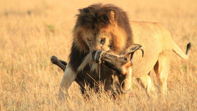 狮子捕猎小角马,最后帅气一跃成功将角马咬死拖走!