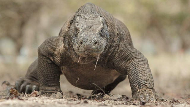 地球上最危险的动物之一,史前怪兽巨蜥,去除人类,号称没有天敌