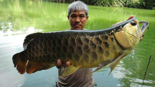 男子野外钓到一条巨型野生龙鱼,10万块人民币到手,乐坏了