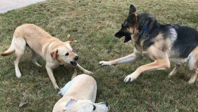 大德牧让你老欺负拉布拉多 报仇的时刻到了