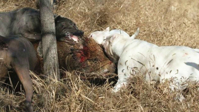 实拍杜高犬单挑野猪,这只狗果然不是吹的,真凶猛!
