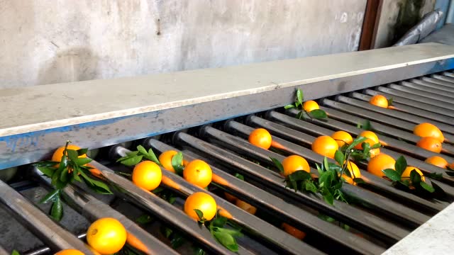 利农牌水果分级机脐橙分选机选果机