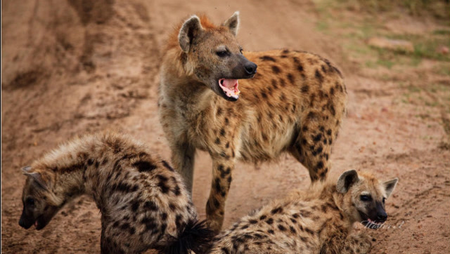 鬣狗群与鳄鱼争抢食物,又是一场血战!