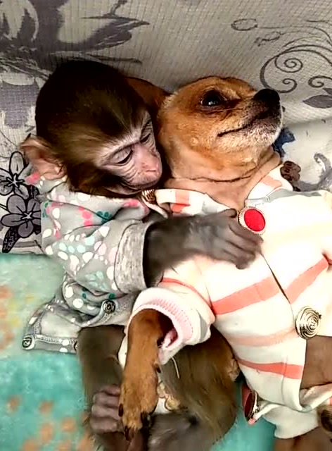 猴子抱着狗狗,好有爱的画面!