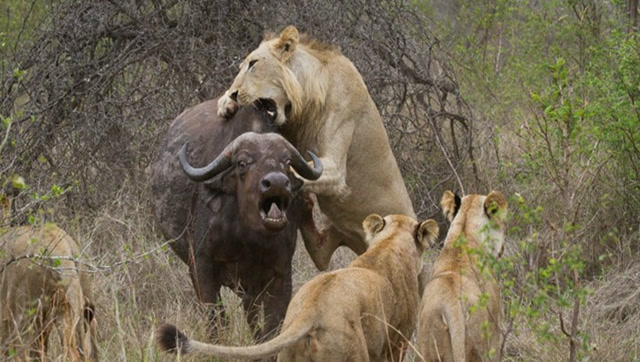 狮子活吃野牛,野牛皮被剥下一层都没见血,狮子好这口?