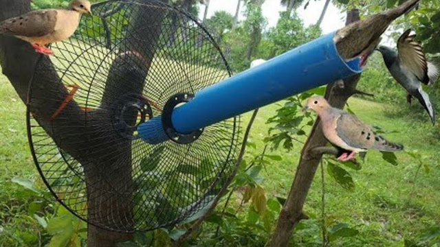 柬埔寨小孩惊人的捕鸟方法,人小鬼大真聪明!