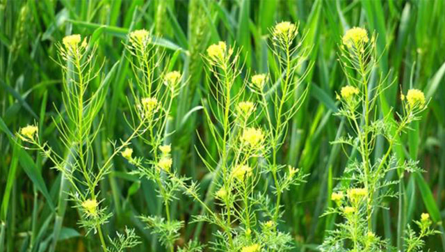 农村经常遭人嫌弃的臭蒿子,居然是专治心脏病的特效药!