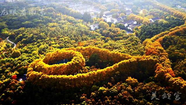 来南京旅游一定要去美龄宫呈现最美项链 法国梧桐表达"心形爱意"!