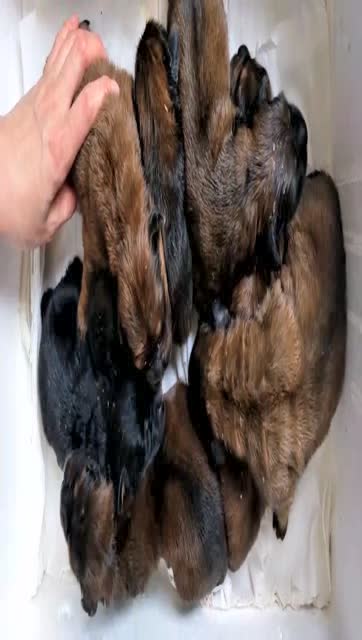 北京东方藏獒会所【紫麒麟】