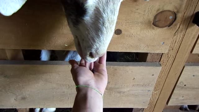 山羊为了吃到葡萄干,使劲伸舌头