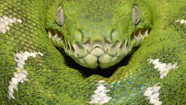 越南农民耕地发现一条大蟒蛇,下一幕看的人冷汗直流!