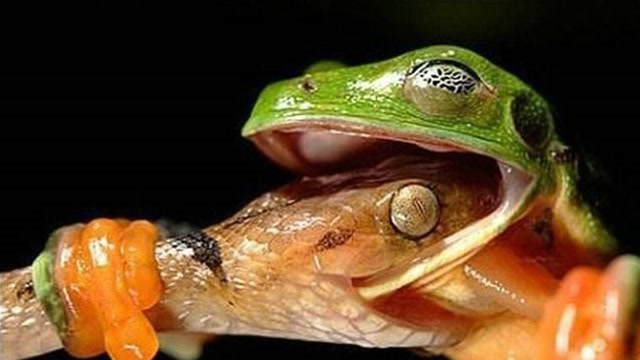 毒蛇大口吞咽青蛙罕见一幕,嘴巴张开三四倍令人看得瞠目结舌