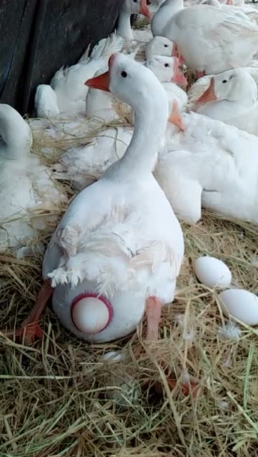 原来大白鹅都是这样生蛋的