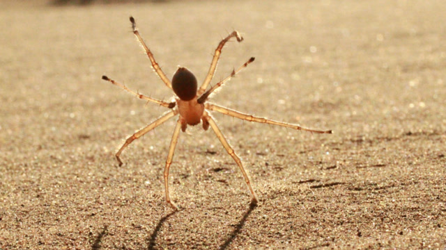 这种沙漠里的蜘蛛遇到天敌会翻跟头快速逃跑