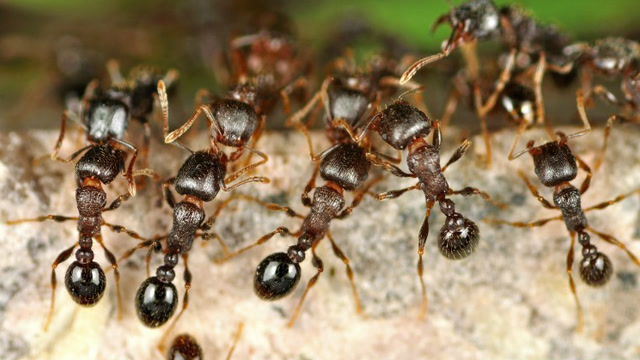 食人蚁军团电影图片
