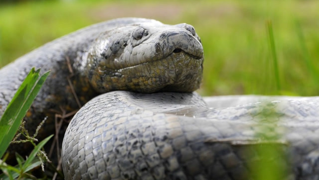 剧毒蟒蛇找蛇獴复仇,能否逆转家族的耻辱?