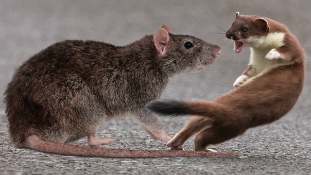 老鼠与黄鼠狼厮打在一起,这是有多大的仇?