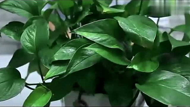 白醋也能用来养花?绿萝配上它,叶子常年绿油油,不信来试试