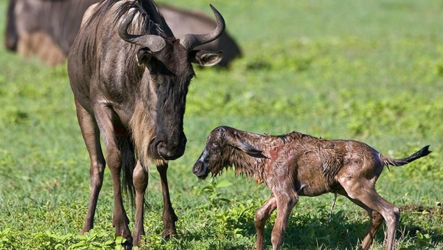 角马生产全过程,小角马出生几分钟就能奔跑并逃脱鬣狗追杀