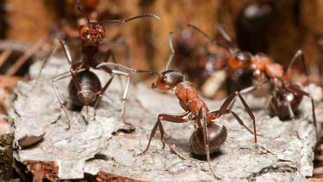 一只年轻有野心的雌悍蚁,偷偷潜入蚁巢暗杀蚁后
