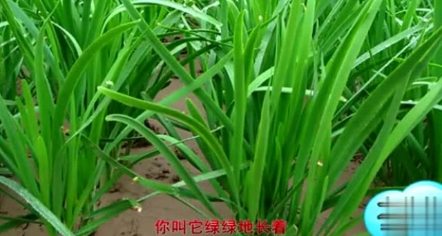 甘肃民歌何清祥马红莲园子里长的绿韭菜很好听