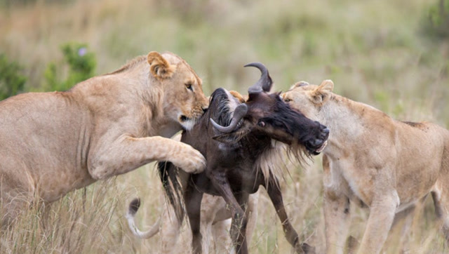 2头狮子捕到角马正准备开吃,反被角马攻击重伤,镜头拍下罕见画面!