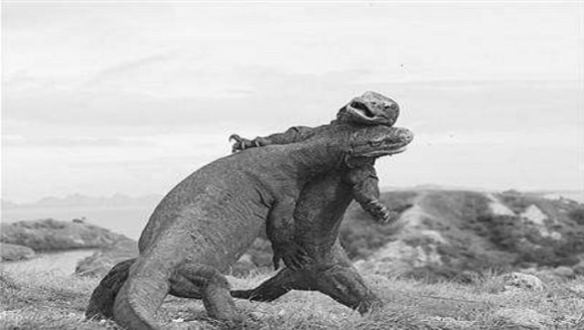 巨蜥偷吃鳄鱼蛋解解馋,鳄鱼咽不下恶气,厉害了这个神操作!