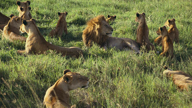 实拍六只雄狮组成的强大联盟战队,在动物世界打遍无敌手!