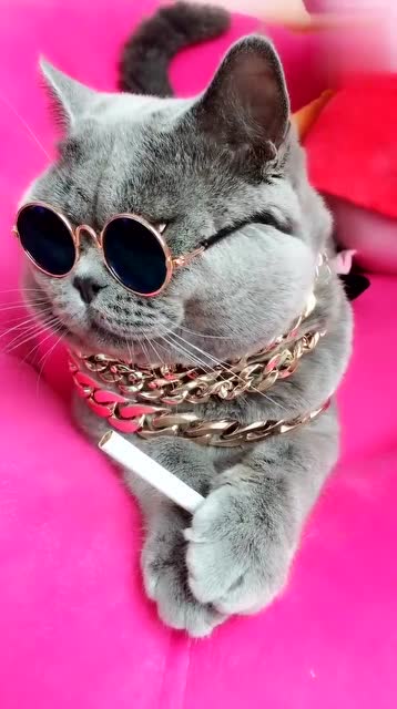 这是我们的黑社会猫老大,请你说话注意一点!