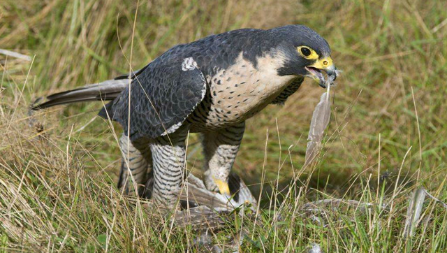 游隼捕食一只超肥的鸭子,这鸭子怎么飞起来的啊?