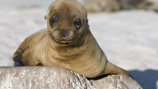 海狮宝宝用哇哇大哭,来寻找妈妈