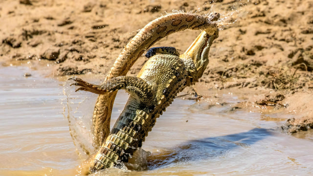 蟒蛇生吞鳄鱼,结果鳄鱼从蟒蛇胃中钻出,镜头拍下全过程!