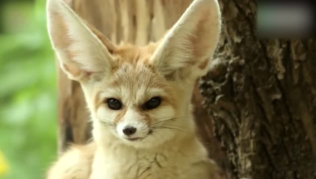 大耳狐的两只超级大的耳朵,像雷达一样精确