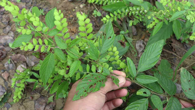 这种植物《排钱树》,它有活血散瘀的功效,农村山坡路旁很常见