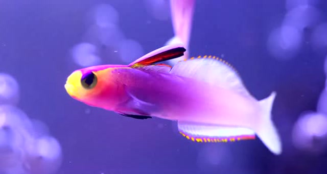美艳傲娇的紫玉雷达鱼,张嘴卖萌不在话下