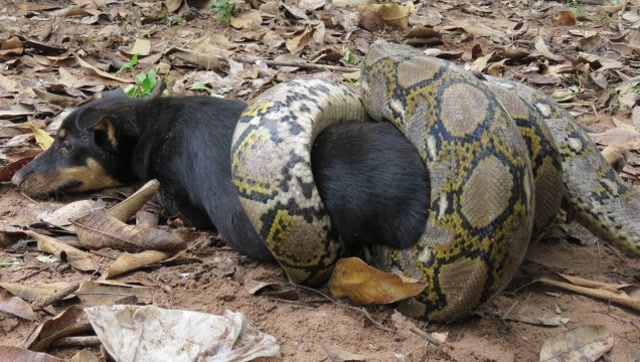 黑狗被蟒蛇缠住,危急时刻主人赶来,镜头拍下男子勇斗蟒蛇的画面!