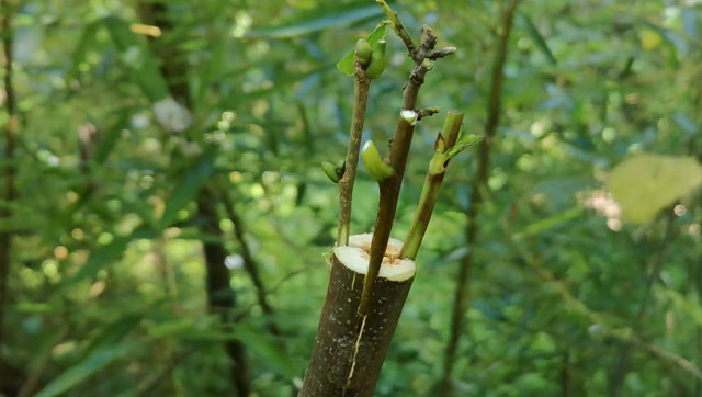 一个粗枝砧木上嫁接4种不同的接穗,这就是嫁接的魅力