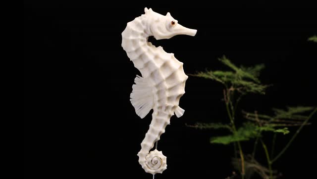 海马--周毅食品雕刻基础教程