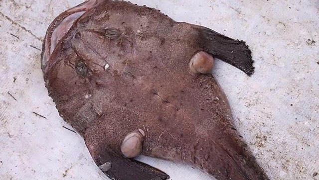 动物猎奇:琵琶鱼又叫安康鱼,繁殖方式竟然这么奇葩,又涨知识了!