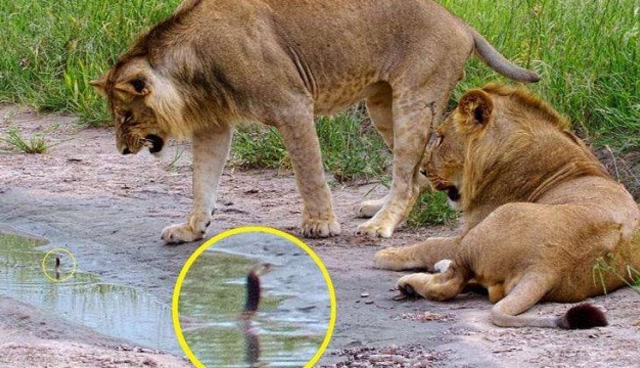 狮子巧遇蟒蛇,蟒蛇竟主动出击,咬在狮子的脸上!网友:毁容了吧