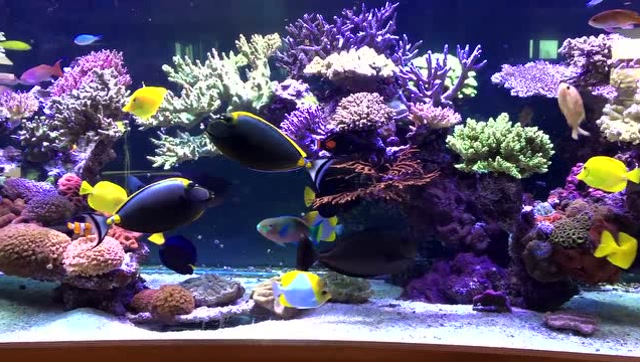 6米长曲面sps海水缸,硬骨造景太美了