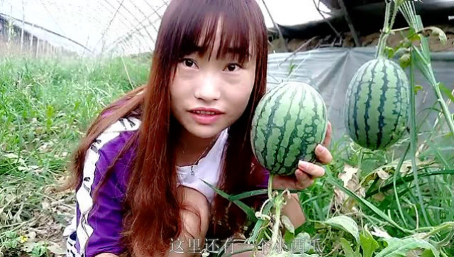 农村二丫妈妈带着二丫帮着三婶除草顺道捡了两个小西瓜