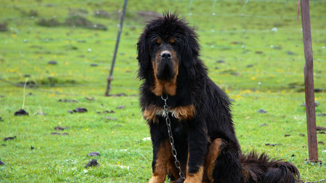 河南南阳斗狗:藏獒黑虎大战杜高,杜高被咬中喉咙动弹不得