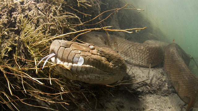绿森蚺捕食鳄鱼 牛的缠绕力