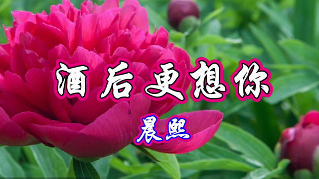 晨熙一首伤感情歌《酒后更想你》好听醉人