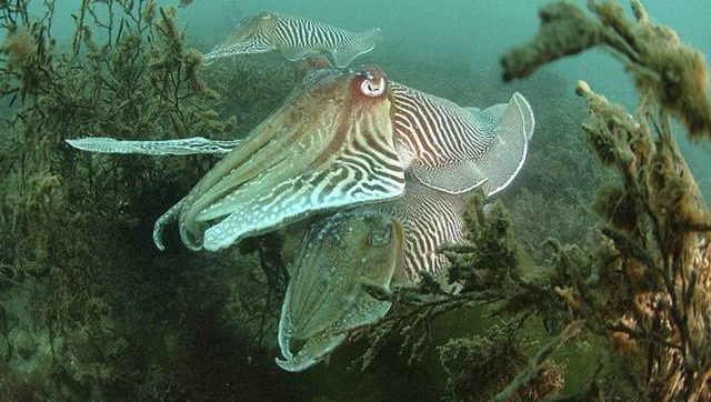 世界上会"隐身"的鱼:一个眨眼,就看不到踪迹!