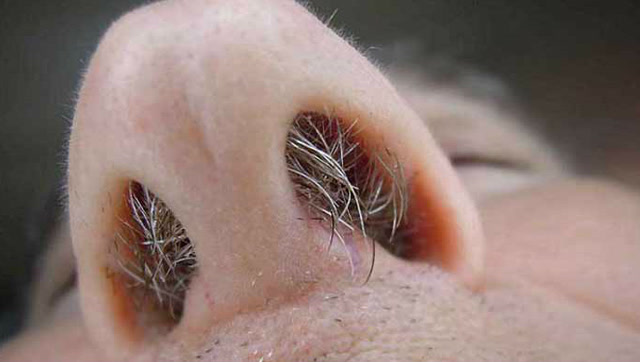 鼻毛太长究竟能不能拔掉?很多人不知道后果,刚拔完就后悔