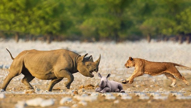 狮子袭击小犀牛,惹犀牛妈狂怒追杀,镜头拍下狮子狼狈逃窜的样子