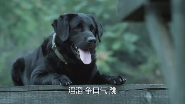 神犬奇兵:王煜带滔滔训练,却遇到了过不去的难关他该怎么办