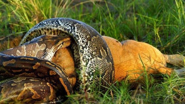 梦到被蟒蛇追,潜意识深处的警示与启示 梦到被蟒蛇追,潜意识深处的警示与启示